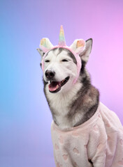 A Siberian Husky wears a unicorn costume and poses elegantly against a colorful gradient backdrop. The playful theme is balanced by the dog's composed expression, creating a captivating image.