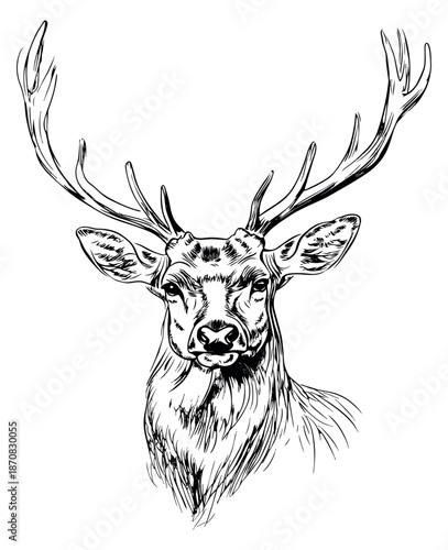 Hand drawn line art illustration of a stag head depicting a majestic wild animal portrait for nature and hunting designs