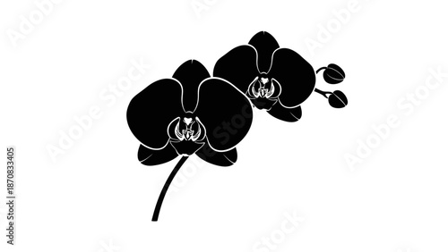 Silhouette of a Black Orchid Flower with Elegant Curves and Detailed Petals