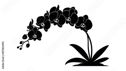 Silhouette of a Beautiful Orchid Plant with Blossoms and Leaves in Black