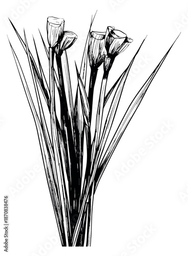 Hand drawn line art illustration of narcissus flowers depicting blooming plants for botanical design
