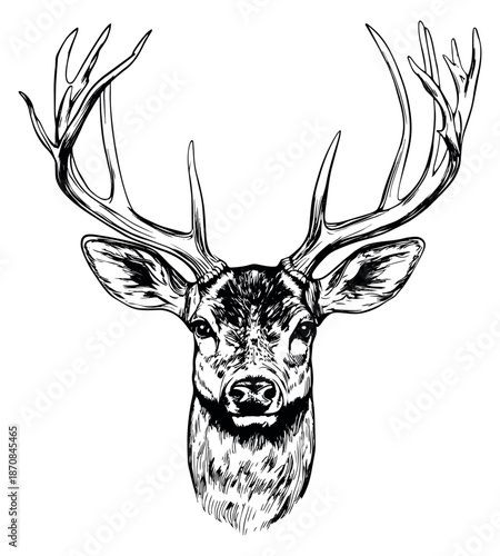 Hand drawn illustration of a deer depicting a majestic buck for nature and wilderness designs