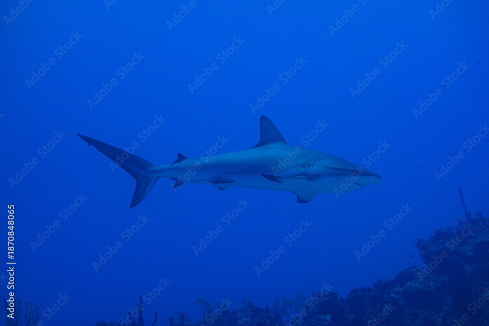 Fototapeta premium Underwater shark in blue water over reef