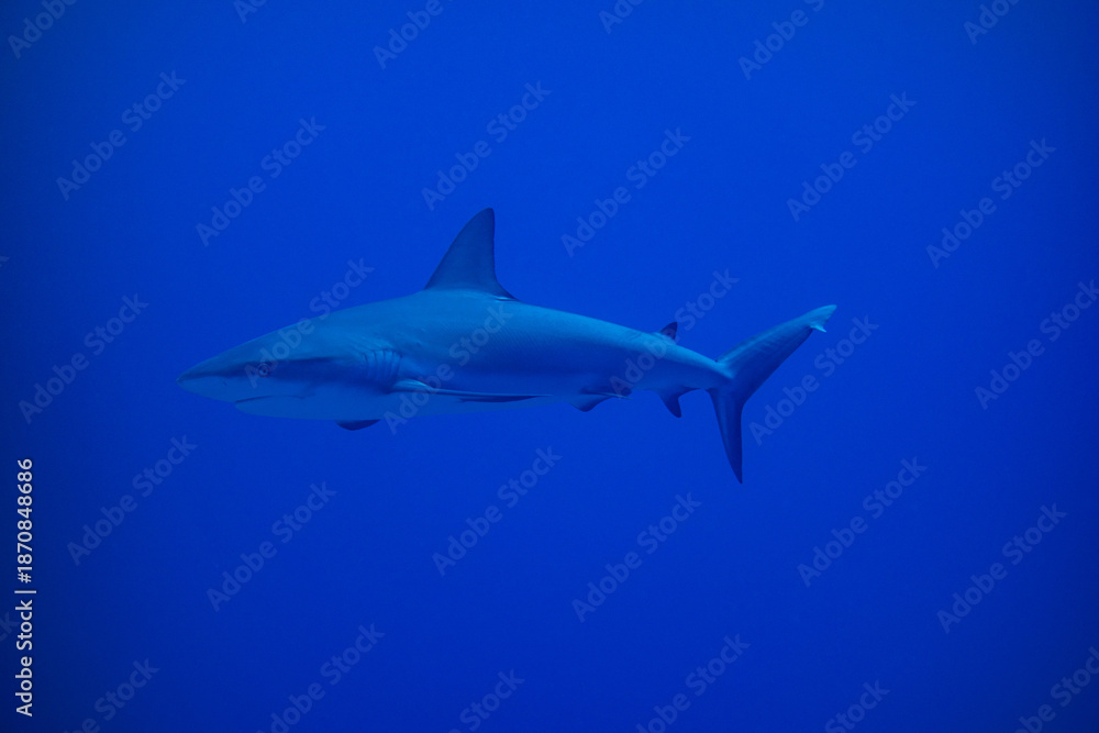Fototapeta premium Underwater shark swimming in blue water