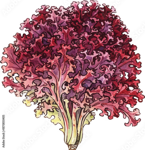 Watercolor Lollo Rosso Lettuce Frilly Red Leaves Art