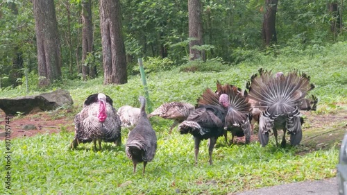 A Group of Majestic Wild Turkeys Displaying Their Plumage in a Lush Green Forest Setting