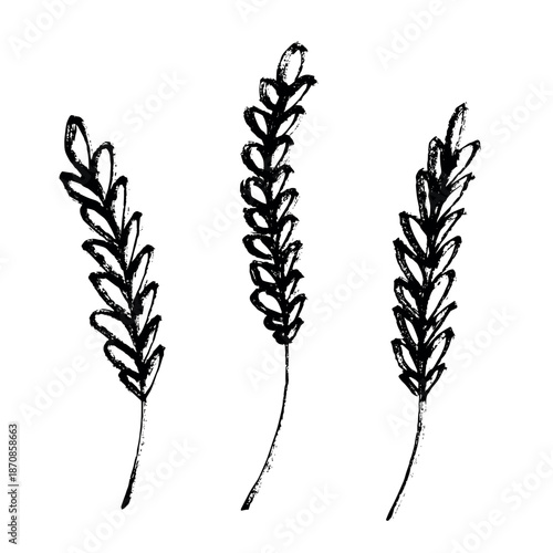 Set of hand drawn cereal wheat oat rye barley rice ears spikelet clipart Organic wheat bread agriculture farming harvest healthy food Single element for design print packaging label decor