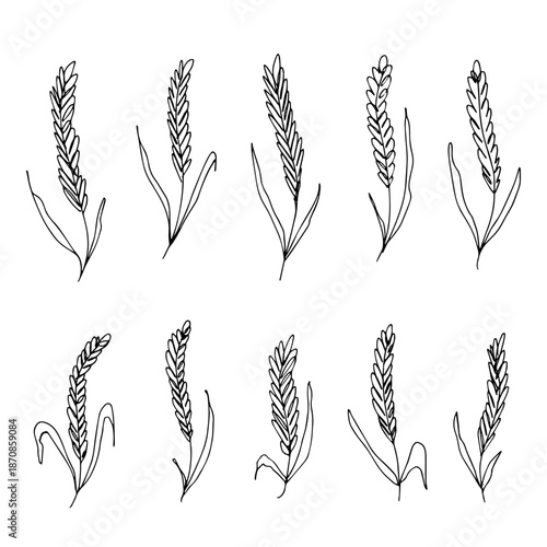 Set of hand drawn cereal wheat oat rye barley rice ears spikelet clipart Organic wheat bread agriculture farming harvest healthy food Single element for design print packaging label decor