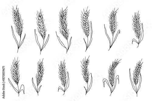 Set of hand drawn cereal wheat oat rye barley rice ears spikelet clipart Organic wheat bread agriculture farming harvest healthy food Single element for design print packaging label decor