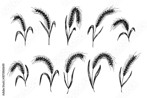 Set of hand drawn cereal wheat oat rye barley rice ears spikelet clipart Organic wheat bread agriculture farming harvest healthy food Single element for design print packaging label decor