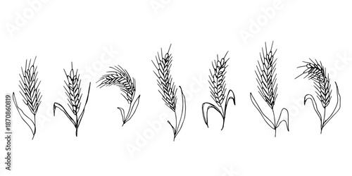 Set of hand drawn cereal wheat oat rye barley rice ears spikelet clipart Organic wheat bread agriculture farming harvest healthy food Single element for design print packaging label decor
