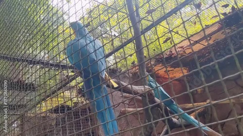 Vibrant Blue Macaws in a Captive Enclosure Showcasing Natural Beauty Amidst Foliage