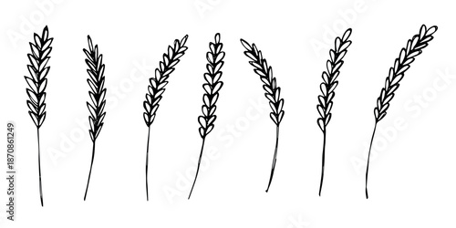 Set of hand drawn cereal wheat oat rye barley rice ears spikelet clipart Organic wheat bread agriculture farming harvest healthy food Single element for design print packaging label decor