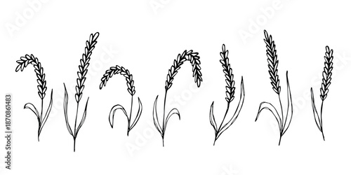 Set of hand drawn cereal wheat oat rye barley rice ears spikelet clipart Organic wheat bread agriculture farming harvest healthy food Single element for design print packaging label decor