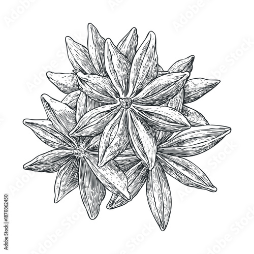 Detailed handdrawn star anise spice pods arranged together, ideal for cooking blogs, food product labels, or botanical garden print material.