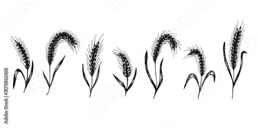 Set of hand drawn cereal wheat oat rye barley rice ears spikelet clipart Organic wheat bread agriculture farming harvest healthy food Single element for design print packaging label decor