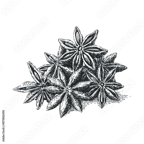 A finely detailed black and white woodcut style drawing of multiple star anise pods, perfect for enhancing food and beverage branding, culinary recipe layouts, or organic product