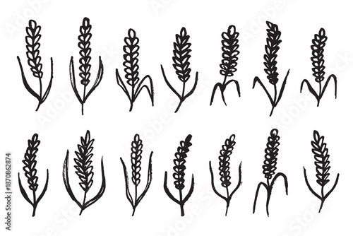 Set of hand drawn cereal wheat oat rye barley rice ears spikelet clipart Organic wheat bread agriculture farming harvest healthy food Single element for design print packaging label decor