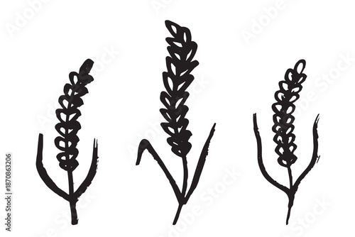 Set of hand drawn cereal wheat oat rye barley rice ears spikelet clipart Organic wheat bread agriculture farming harvest healthy food Single element for design print packaging label decor