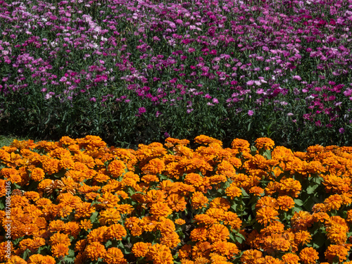 Beautiful Flowers pattern for nature background.