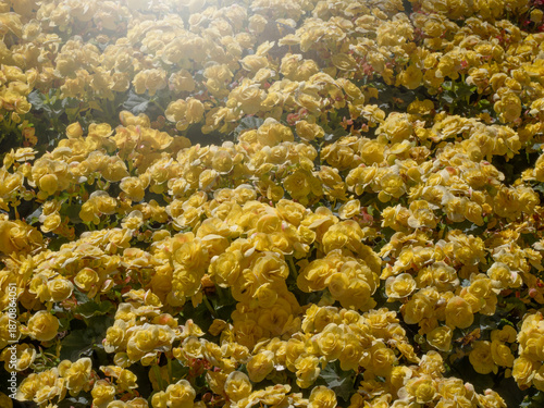 Beautiful Flowers pattern for nature background.