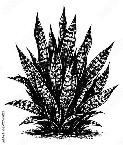 Hand drawn line art illustration of a snake plant depicting a houseplant with spotted leaves for home decoration