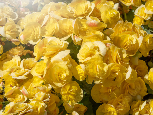 Beautiful Flowers pattern for nature background.