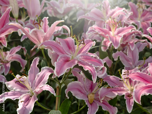 Beautiful Flowers pattern for nature background.