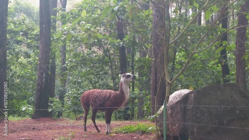 A Llamas' Adventure in a Lush Green Jungle Surrounded by Majestic Trees and Rocks