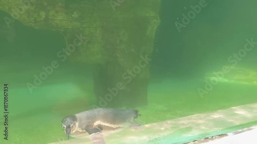 Underwater Exploration: A Charming Penguin Swimming in a Lush Green Aquarium Habitat