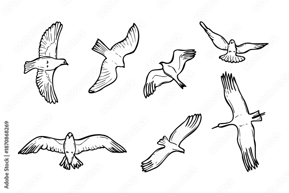Fototapeta premium Wild birds flying silhouette set vector isolated illustration. Simple line drawing of birds doodle. Bird of prey, stork, crane, seagull in sky monochrome flat. Birdwatching elements
