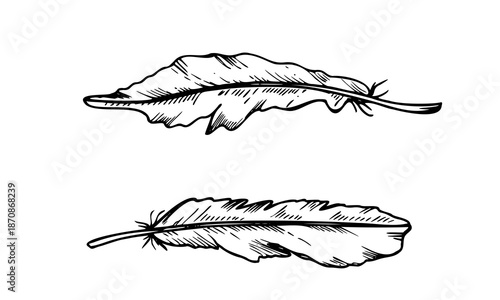 Monochrome bird feathers clip art black and white vector isolated illustration. Hand drawn feather outline collection. Natural elements for carnival mask decor, print patterns, packaging