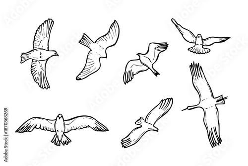 Wild birds flying silhouette set vector isolated illustration. Simple line drawing of birds doodle. Bird of prey, stork, crane, seagull in sky monochrome flat. Birdwatching elements