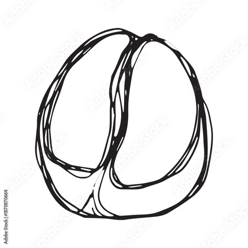 Hand drawn fresh roasted coffee bean Arabica robusta seed doodle Single element for print, web, design, decor