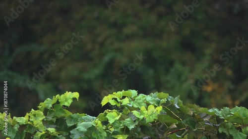 Drops of summer rain fall on grape leaves.