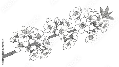 Detailed illustration of cherry blossoms.