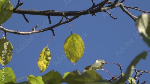Green leaves on the apple tree branches sway in the wind.
