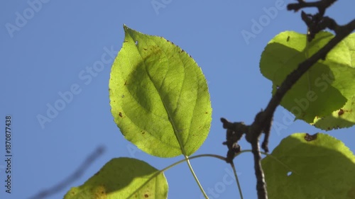 Green leaves on the apple tree branches sway in the wind.