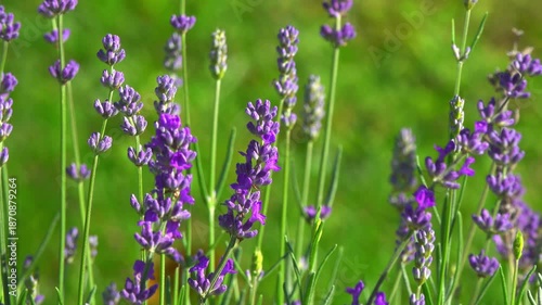 A bee collects nectar from flowering lavender plants.