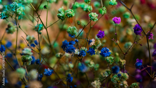 Gypsophila Baby’s Breath Flowers with Bokeh.concepts of romance, wedding decor, celebration, interior design, and dreamy botanical backgrounds.