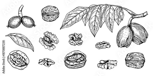 Walnuts set vector line art black ink sketch. Hand drawn leaves on stem, ripening pods in shell, peeled nuts, kernel monochrome clip art. Healthy organic nut food isolated illustration
