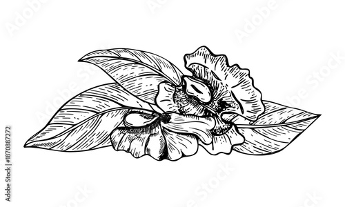 Walnut kernels and leaves monochrome vector line art black ink sketch. Two peeled nut pieces among leaf pile etching drawing. Chopped dried nuts illustration for packaging, label