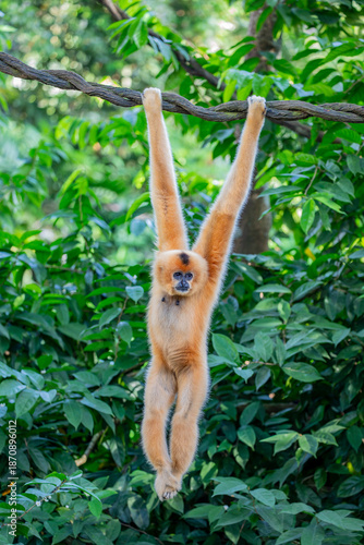 The Buff-cheeked Gibbon (Nomascus gabriellae) is a Southeast Asian primate with distinctive buff-colored cheeks. Found in Vietnam, Laos, and Cambodia, it is endangered due to habitat loss and poaching