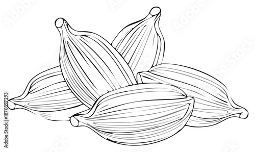 Detailed black and white line art drawing of aromatic cardamom spice pods