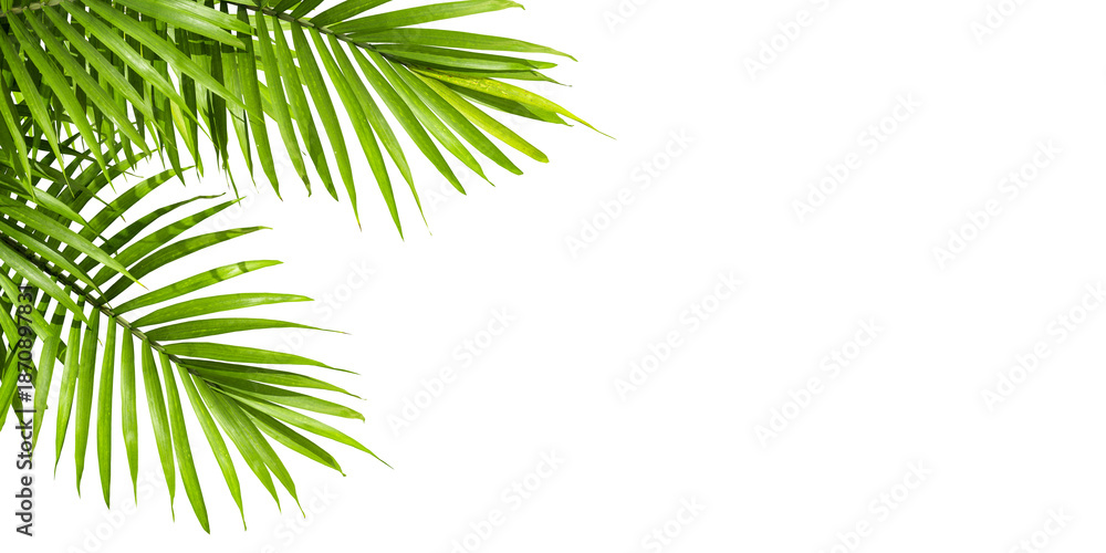 Fototapeta premium palm tree branches isolated on white background