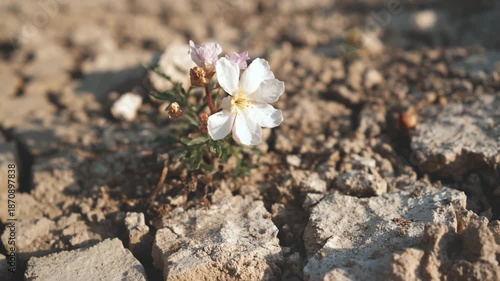magnolia flower in spring, pink dahlia flower, grass in the wind, pink flower, seed, ground