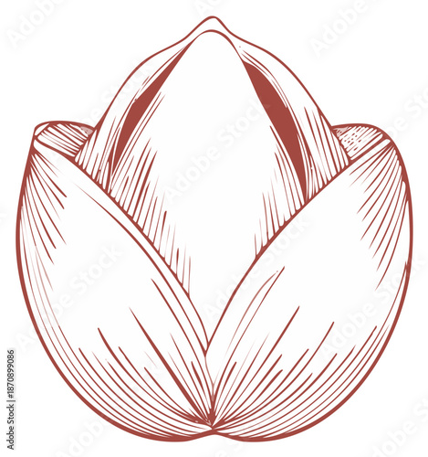 Elegant Pistachio Nut Illustration, Botanical Food Drawing with Hatching Details