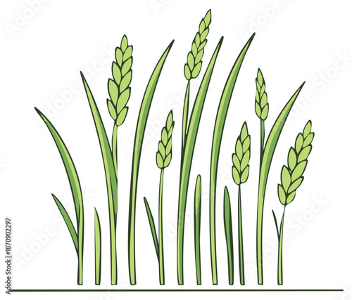 Fresh green wheat and grass stalks with growing grain spikes simple stylized illustration