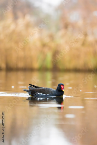 Common Moorhen close-up swimming in a pond