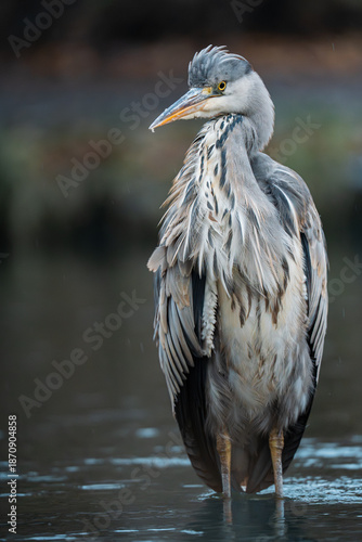 Gray heron standing in the river looking for prey